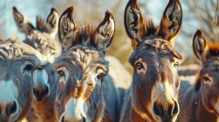 Wandaufkleber a group of funny donkeys looking at the camera © Salander Studio
