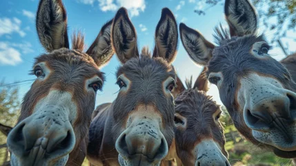 Zelfklevend Fotobehang a group of funny donkeys looking at the camera © Salander Studio