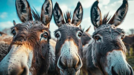 Wandaufkleber a group of funny donkeys looking at the camera © Salander Studio