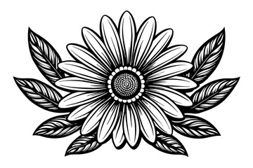 chamomile--illustrations-of-daisy-flowers-and-leva