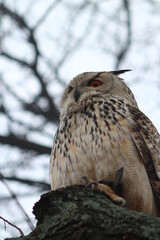 bird on a tree