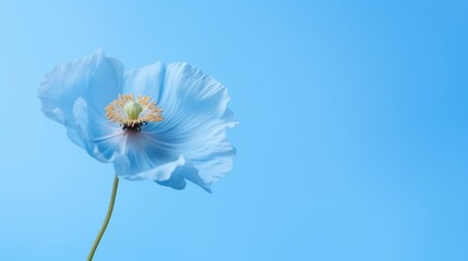 close-up of a himalayan blue poppy flower on blue background with copy-space