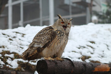 red eared owl