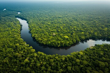 Aerial view of a winding river through a dense green rainforest.