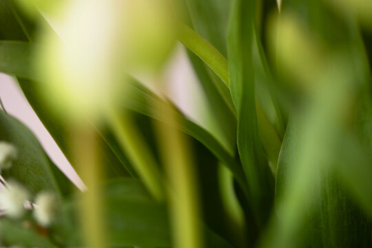 Closeup view of blurred green tulip leaves for a backdrop, Green botanical background.