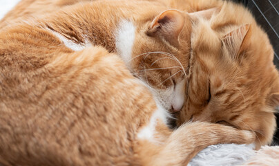 仲良く眠る二匹の猫