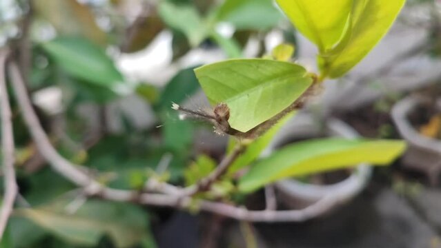 A hairy caterpillar crawls on a tree, munching on fresh green leaves. Its tiny jaws work quickly, leaving bite marks as it feeds, preparing for its transformation.

