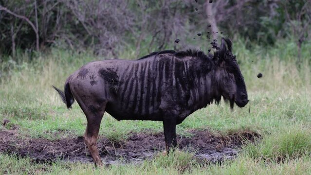 Slow motion Blue wildebeest bull shaking his head 