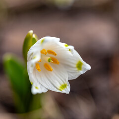 snowdrops are harbingers of spring, snowdrops are popular ornamental plants, spring