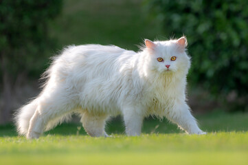Naklejka na ściany i meble portrait of Russian double cat white ca 