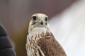 close up of a falcon
