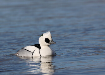Smew