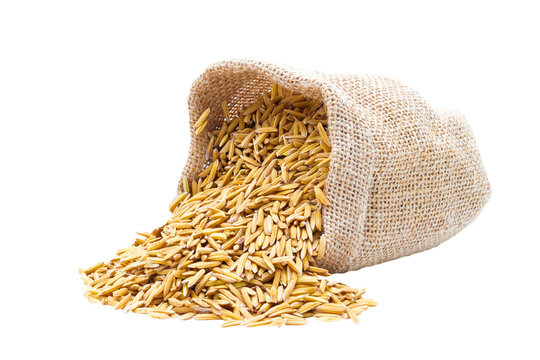 Rice of paddy Golden yellow in a sack on file png