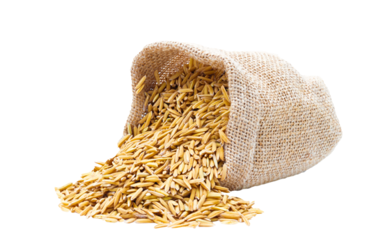 Rice of paddy Golden yellow in a sack on file png