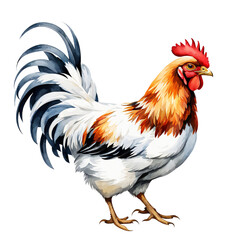 Fototapeta premium Chicken, watercolor style, isolated on transparent background