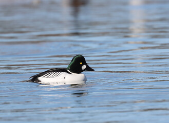 Goldeneye