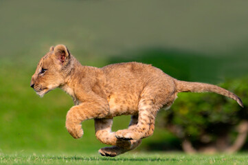closeup of lion cub in blur green natural background 