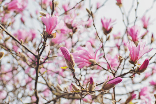 Spring Blossoms of a Magnolia