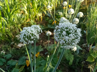 Flowers are grown in agriculture to produce onion seeds