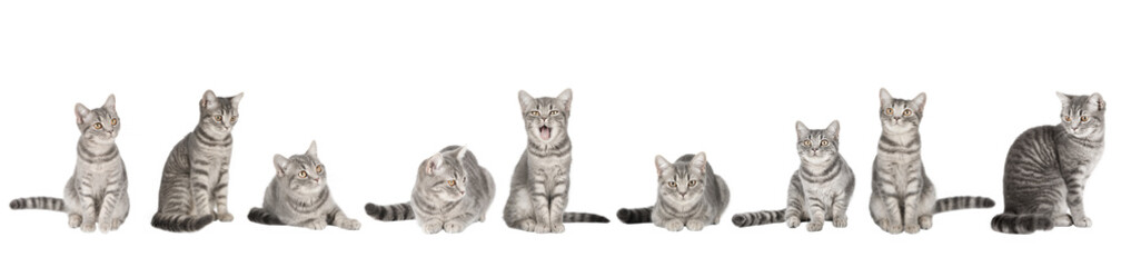 set of cute cat isolated	