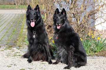 Portrait of two beautiful black Groenendael belgian Shepherd dogs posing in a sunny spring environment with flowers.	