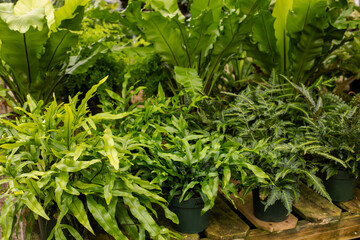 Green leaf tropical plants in pots for sale in the nursery