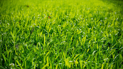 Obraz premium green grass background