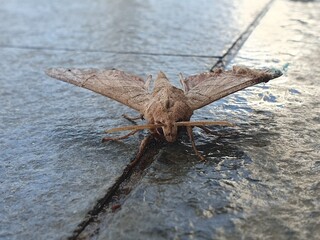 Oak hawk-moth, Marumba quercus on the stone 