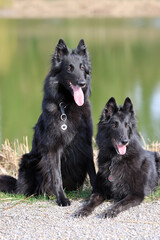 Portrait of two beautiful black Groenendael belgian Shepherd dogs posing in spring sunshine at the...