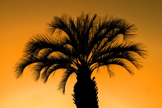 the silhouette of a palm tree in the center of the frame against the background of an orange gradient sky
