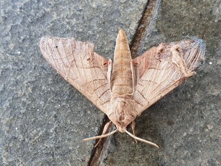 Oak hawk-moth, Marumba quercus on the stone 