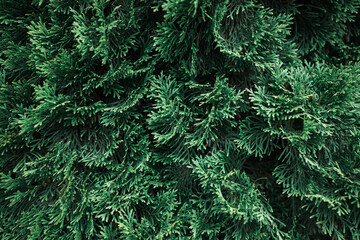 the branches of a coniferous tree are a solid green background - obrazy, fototapety, plakaty