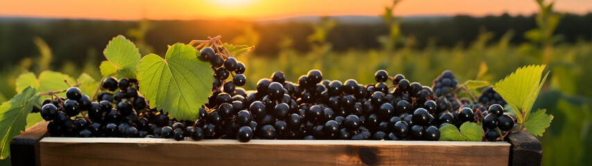 Black currant harvested in a wooden box in a farm with sunset. Natural organic fruit abundance. Agriculture, healthy and natural food concept. Horizontal composition, banner.