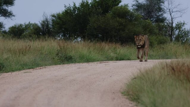 Young male lion on the road, early morning