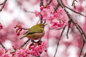 Japanese Mejiro bird with cherry blossoms