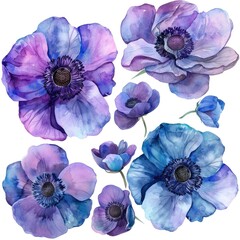 Watercolor anemone clipart featuring bold blooms in shades of purple and blue , on white background