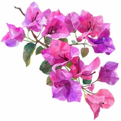 Watercolor bougainvillea clipart featuring bright pink and purple flowers , on white background