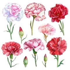 Watercolor carnation clipart in various colors, including pink, red, and white , on white background