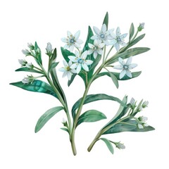 Watercolor edelweiss clipart with small white flowers and green leaves , on white background