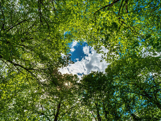 Bottom Up view to hole of forest as a look out to sky which have a form of a donut hole