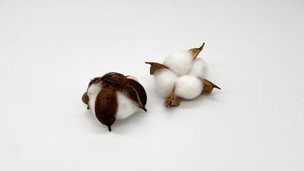 摘まれた綿花。乾燥済みの綿の布の材料。