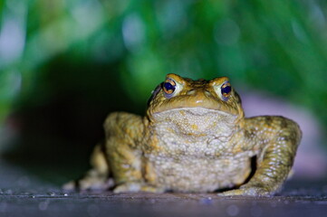 Common toad Bufo bufo and her shadow in deep night. Funny animal close portrait photo. Looking to camera. Frog mating season. Czech republic nature.