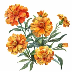 Gordijnen Watercolor marigold clipart with orange and yellow blooms , on white background © Pungu x