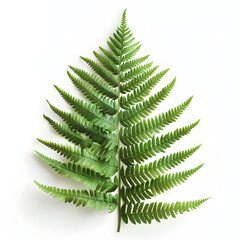 A close-up image of a green fern leaf isolated on a white background, featuring ornamental foliage with a botanical design. Suitable for nature-themed designs and decorations.