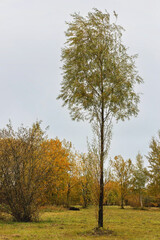 Obraz premium Solitary willow tree in grassy field on overcast day with changing autumn trees in background