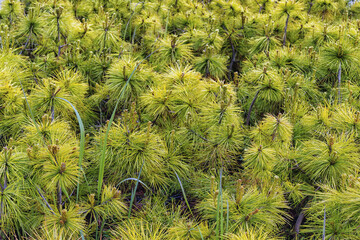 Lush green papyrus plants, seedlings in daylight