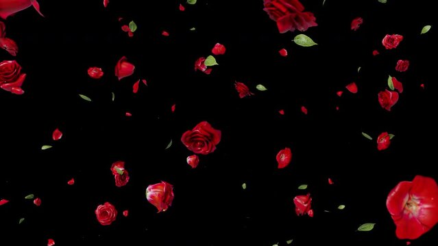 Falling Red Rose Alpha motion footage for festival films and cinematic in rose falling scene. Also good background for scene and titles.