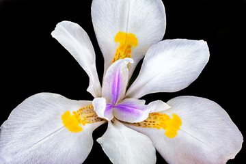 Wild iris, Dietes iridioides, African iris, fortnight lily or morea iris. - obrazy, fototapety, plakaty