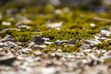 beautiful moss for the background