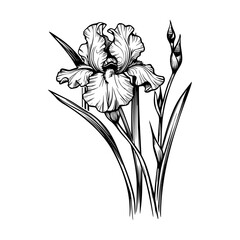 iris, vector drawing flowers at white background, hand drawn botanical illustration
